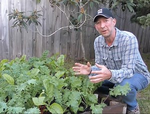 Fall Vegetable Gardening in Northeast Florida