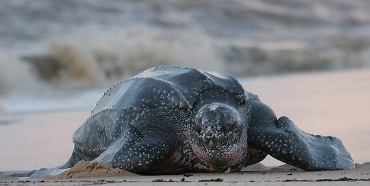 Florida Sea Turtles Are on Track to Have a Record-Breaking Nesting Season