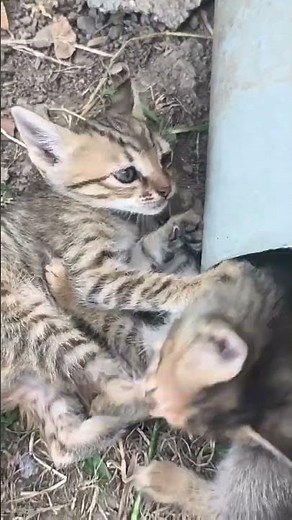 Funny Kittens Compilation #kittenlove #funny #kittenslove #compilation #video