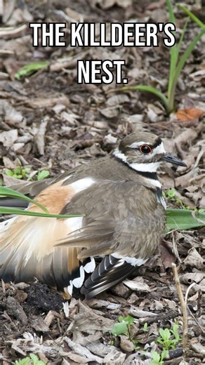 The Broken Wing Act | Killdeer | S01 001 | Remarkable Secrets of American Birds