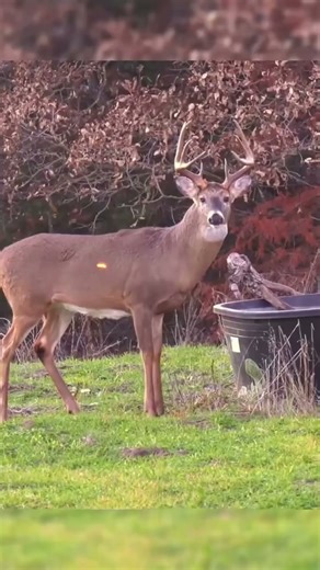 Deer Got BAMBOOZLED After the Shot! 😱 Fell Straight Into the Well🤯🏹 #huntinglife #bowhunt #deerhunt