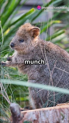 Quokkas: The World's Happiest Animals!