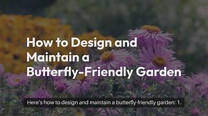 How to Make an Outdoor Butterfly Garden