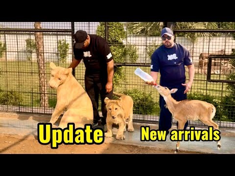 New mehman pohanch gay farm pr 😍Mufasa adjust ho gaya😱(mian saqib)