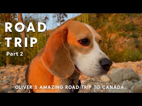 🇨🇦🐿 2022 road trip! Oliver returns to Canada and meets a friendly squirrel 🇨🇦🐿 (Part 2)