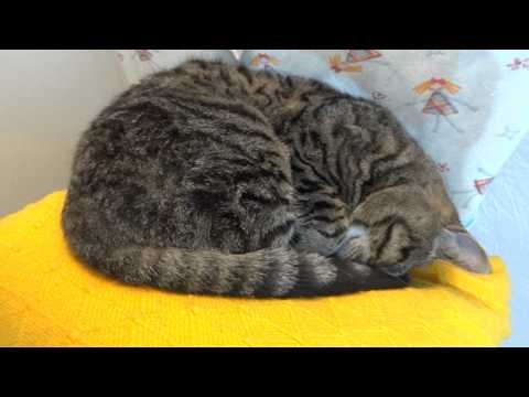 Grumpy cat wants to sleep