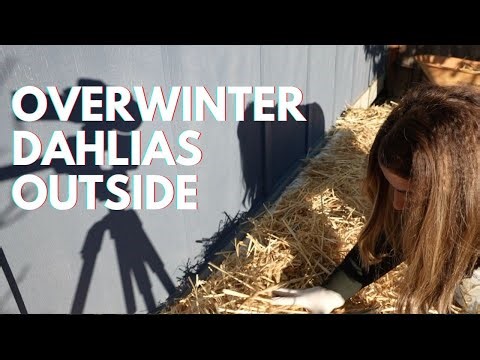 How To Overwinter Dahlias 🥶👩‍🌾🌿