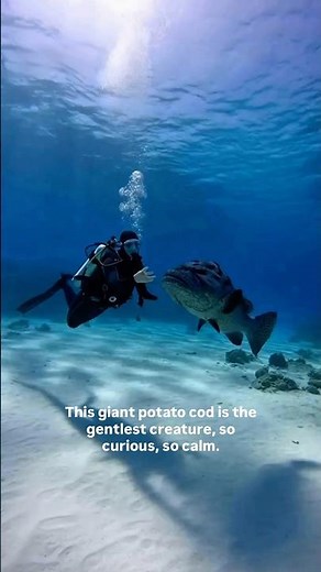 Cod Hole, Australia — Home of the Legendary Potato Cod 🐠 | Master Diver’s Recreation