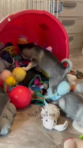 7.2K views · 146 reactions | POV: You can’t decide which toy to destroy first  Follow for more Klee Kai giggles & apply now if you want a tiny toy critic! #kikaskleekai #alaskankleekai #funnyalaskankleekai #kleekailife | Kika's Klee Kai - The Alaskan Klee Kai, Huskies in Miniature | Facebook