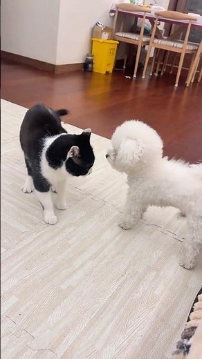 내년엔 키 더 커서 혼내줘야지~ 멍! 더 클 수 있을까? 냐옹!