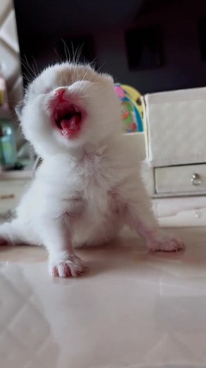 Cute Pet Sounds: Adorable Cats and Dogs