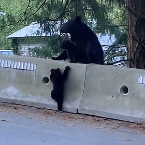 A dramatic baby bear struggles to climb a road barrier🐻 | Make-Up & Hair Tutorials