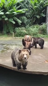 61K views · 2K reactions | Bear was like: “Toss one over here playboy”  | Moor Info | Facebook