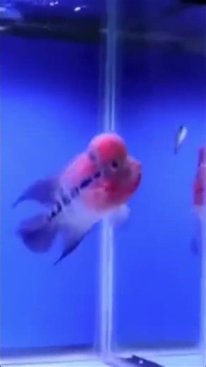 SRD Flowerhorn eats comet goldfish 🐠🐠🐠🐠 #flowerhorn #fishaquarium #cichlids #fishtank