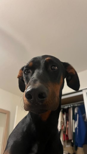 Avoid mean scary Doberman at all costs 😂 #dogsofinstagram #dogcomedy #doberman | honkifyoulovemydog