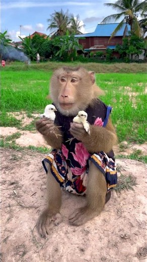 Great video Super SokYaa Very Adorable & Harmony Animals Around The World #shorts