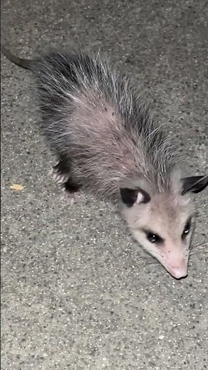 First Nights Alone | Virginia Opossum