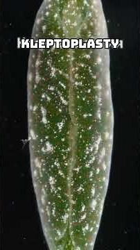 The Sea Slug That Turns Green and Glows!