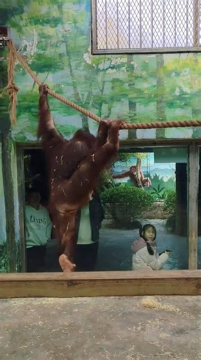 Orangutan's葡萄瑜伽挑战：上海野生动物园高难度瑜伽秀