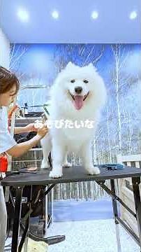 最後どうした。笑 朝のシャンプー #犬#サモエド#dog #samoyed
