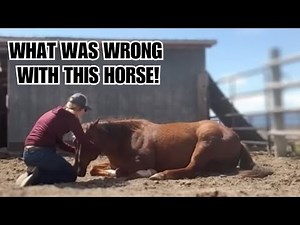 Auction HORSE was sold 4 times in a year! 😳 Little Gus's Story