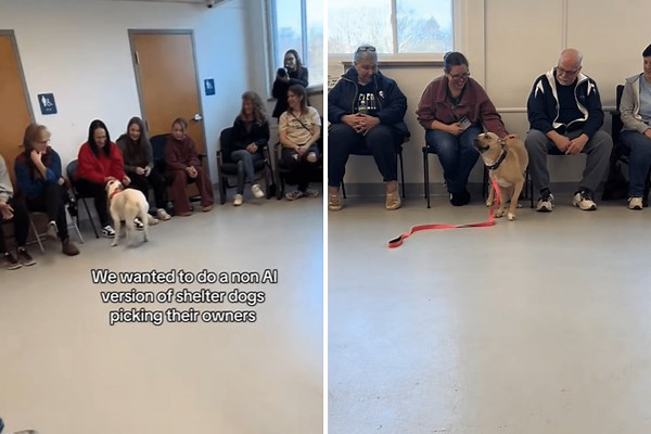 Shelter Dogs Get Chance To Pick Their New Owners, Tears at What’s Captured