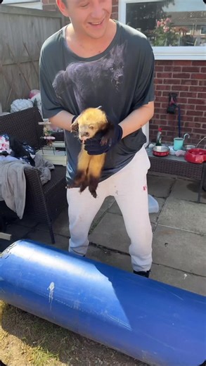 Ferret Dancing Fun: No Cruelty, Just Joy