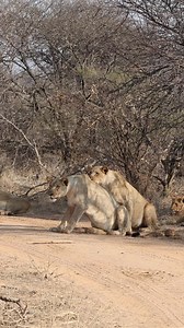 2.2M views · 10K reactions | Have you ever wondered how lions hunt?...