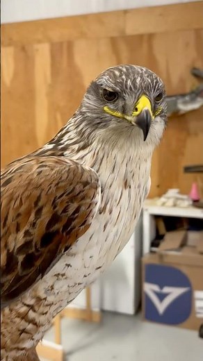 Ferruginous Hawk , the largest Hawk in Canada.
