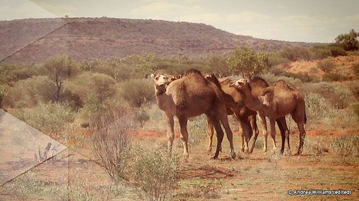 Camel Plague
