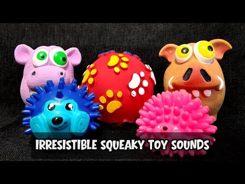 Funny Squeaky Toy Noises Your Dog Won’t Be Able to Resist!