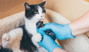 How to Tell When a Cat is Ready to Give Birth - The Ultimate Guide