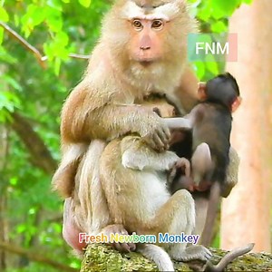 4.3K views · 110 reactions | Good Adoptive MaMa Ever, Cara try to look &take care abandon baby, Fresh Newborn Monkey 2410 | Fresh Newborn Monkey | Facebook