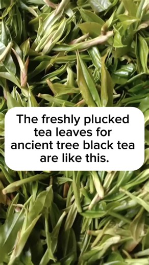 The freshly plucked tea leaves for ancient tree black tea are like this.#tea #Ancienttreetea#Ancient #blacktea #tradition #culture #knowledge #fyp #live