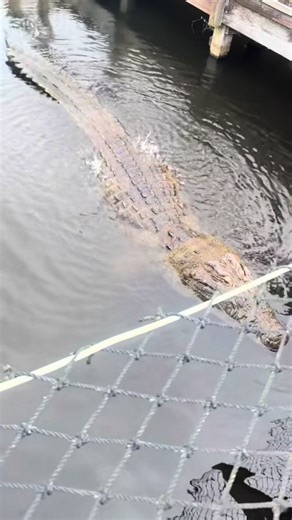 Understanding Nile Crocodiles: Facts and Insights