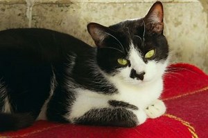 Tuxedo Cats Are Nicknamed Felix Cats After 'Felix the Cat,' But They're Not a Breed