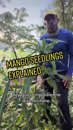 Understanding Mango Seedlings: Buying, Growing, and Care Tips