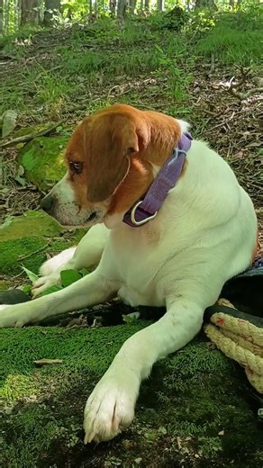 Flashback to summer: me & Ladybug on a hill, soaking up peace, views, and adventure.