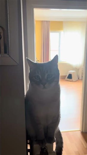 Skandal #cesar #cat #sezar #kedi #kedivideoları #funny #keşfet #animals #muhabbetkuşu #fypシ #short