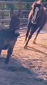 2.8M views · 56K reactions | When this rescued mustang finally starts running with her new best friend  | The Dodo | Facebook