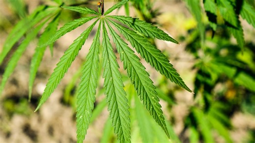 Tous les produits alimentaires au CBD seront interdits en France à partir du 15 mai: la filière dénonce une décision "aberrante" qui va "tuer plus de 2.000 boutiques"