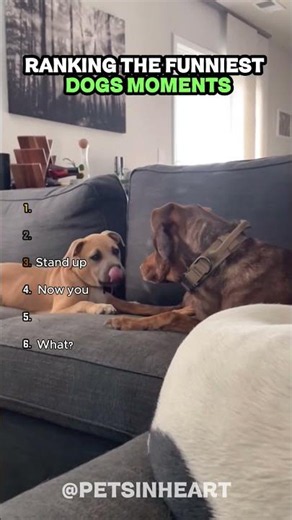 DOGS ALWAYS CHOOSE CHAOS! 😂 Funniest Animal Moments Ranking #shorts