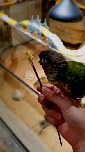 1.6K views · 18 reactions | The little Conure parrot with a broken beak. Every life needs to be treated kindly. #GreenCheekedConure #BrokenBeak | Feathered Wonders of America | Facebook