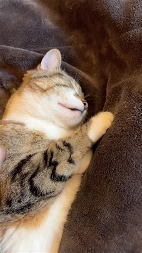 Can’t help but pet her! #cat #pet