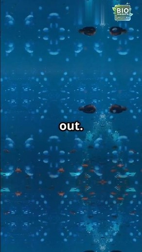 How Do Fish Breathe Underwater? | Respiration in Aquatic Animals🫧