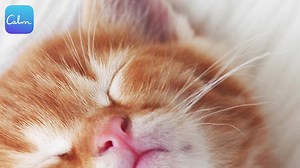 6.4K views · 138 reactions | Nap with us. We’ll ease you to sleep and then we’ll awaken you with a soothing symphony of birdsongs, so you can begin the day again, refreshed and renewed. | Calm | Facebook