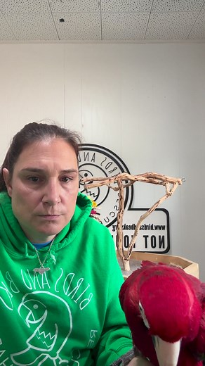 Ruby would like your attention, please. #birdsandbeaksnation #BirdPower #macaw #parrotrescue | Birds and Beaks Rescue and Rehab