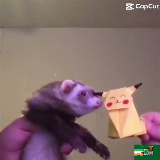 Cute little ferret #Ferret #CuteFerret #Cute #Pikachu #Pokémon