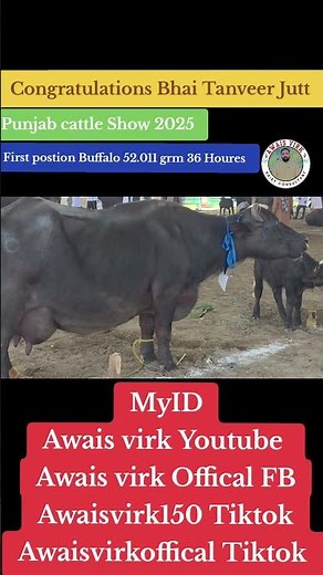 Punjab cattle Show 2025 First postion Milk compilation