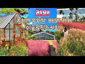 [천안 여행] 천안 핑크뮬리카페 놓치면 후회할 천안 카페이숲/천안 핀스커피 여행코스추천